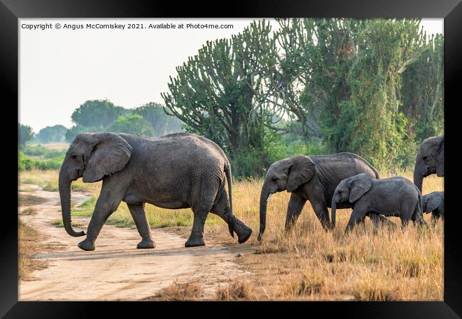 Family of African elephants on the move, Uganda Framed Print by Angus McComiskey