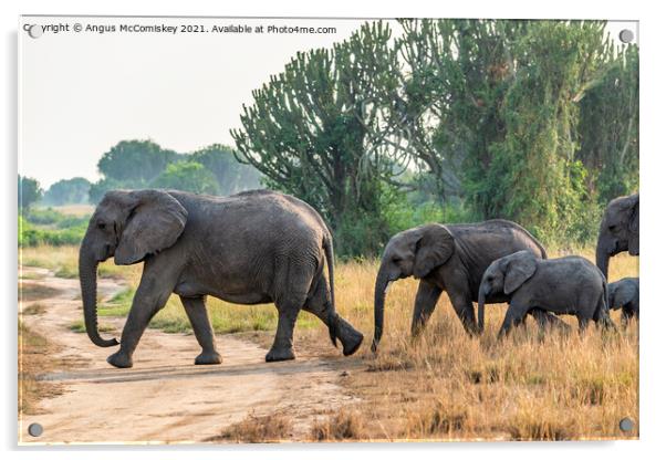 Family of African elephants on the move, Uganda Acrylic by Angus McComiskey
