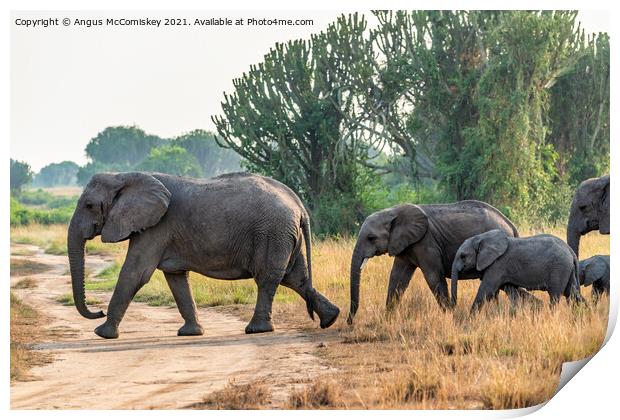 Family of African elephants on the move, Uganda Print by Angus McComiskey