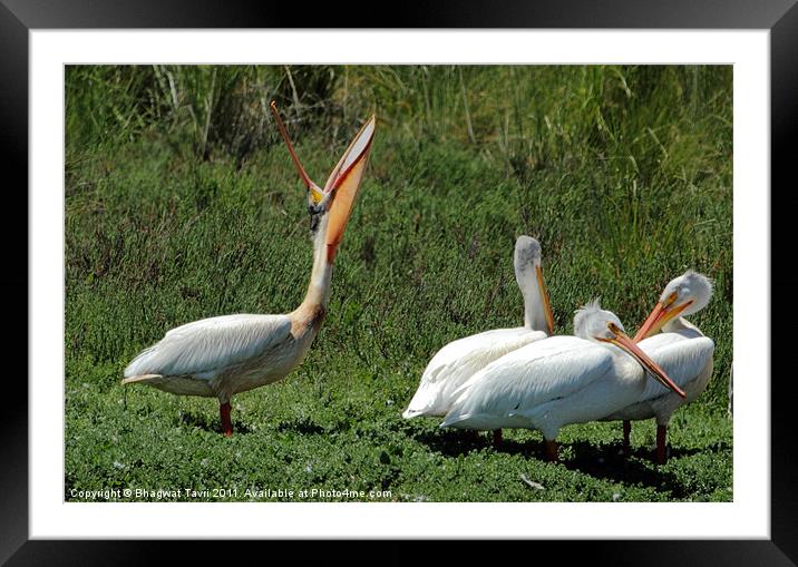 White Pelicans Framed Mounted Print by Bhagwat Tavri
