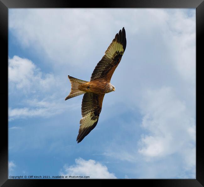 Red Kite in Flight Framed Print by Cliff Kinch