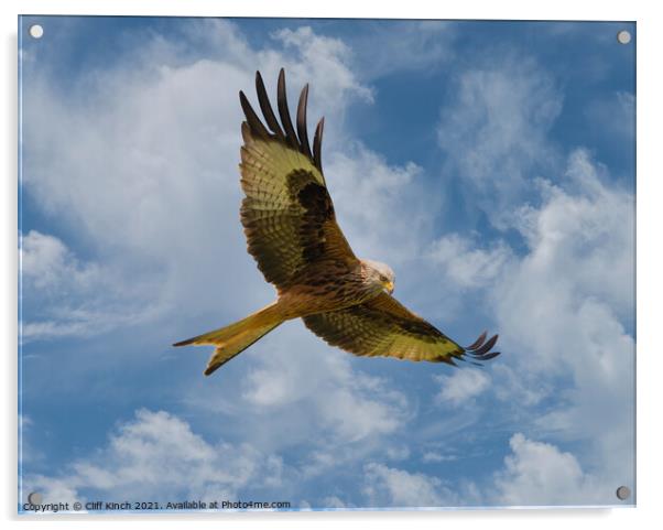 Red Kite in flight Acrylic by Cliff Kinch