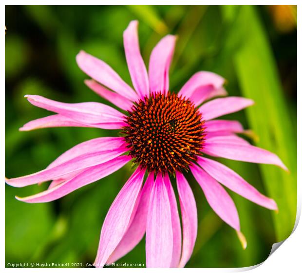 Plant flower echinacea Print by Haydn Emmett