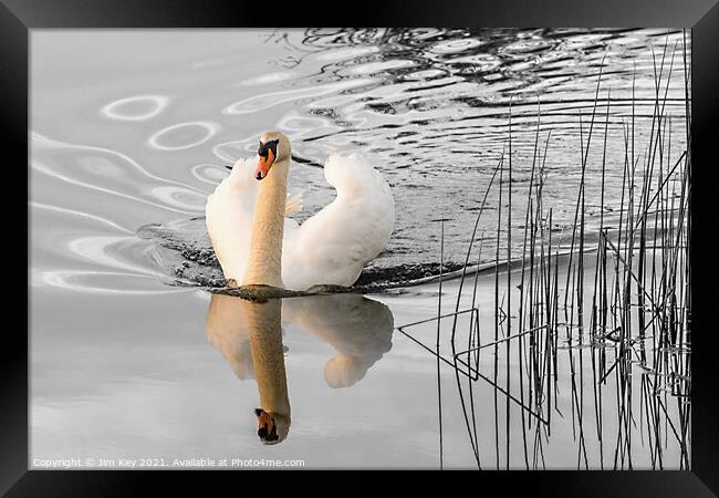 White Swan   Framed Print by Jim Key