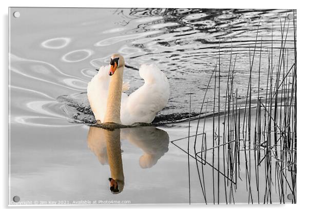 White Swan   Acrylic by Jim Key