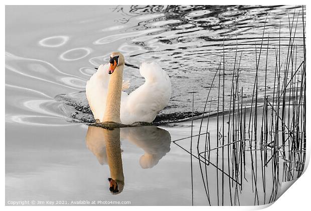 White Swan   Print by Jim Key
