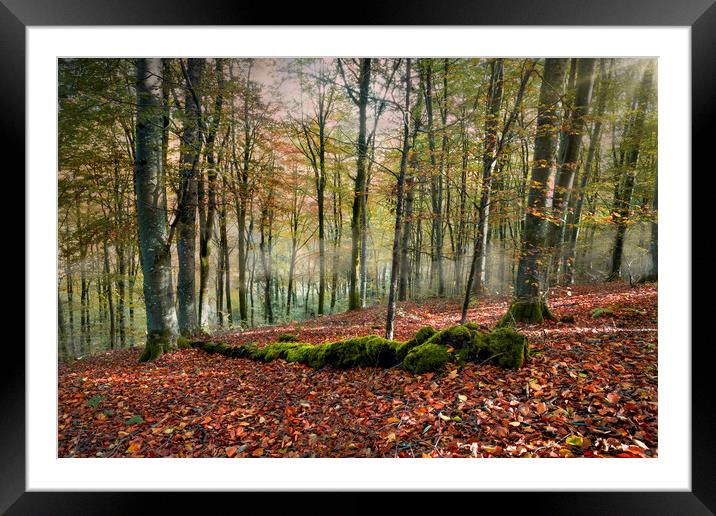 Autumn in the forest Framed Mounted Print by Leighton Collins