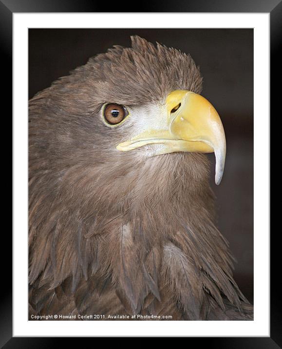 White-tailed Sea Eagle Framed Mounted Print by Howard Corlett