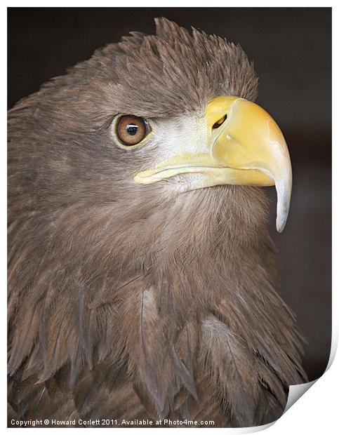 White-tailed Sea Eagle Print by Howard Corlett