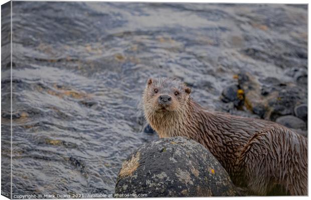 A otter in the water  Canvas Print by Mark Deans