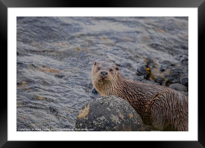 A otter in the water  Framed Mounted Print by Mark Deans