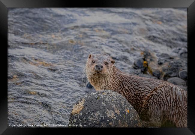 A otter in the water  Framed Print by Mark Deans