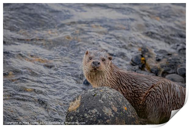 A otter in the water  Print by Mark Deans