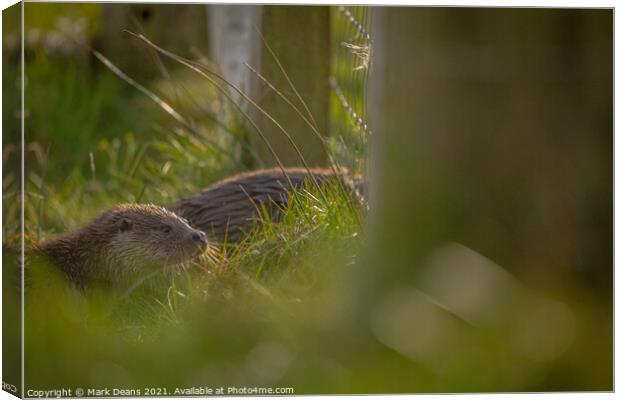 Otter in the grass  Canvas Print by Mark Deans