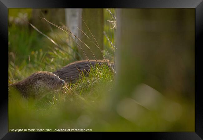 Otter in the grass  Framed Print by Mark Deans
