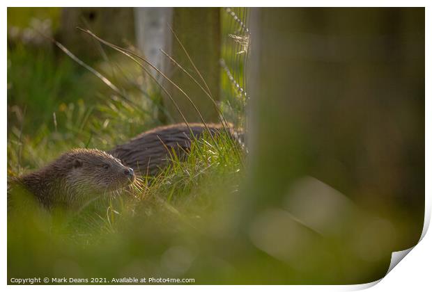Otter in the grass  Print by Mark Deans
