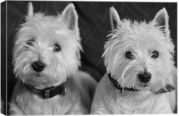 Two West Highland White Terriers Canvas Print by Sandi-Cockayne ADPS