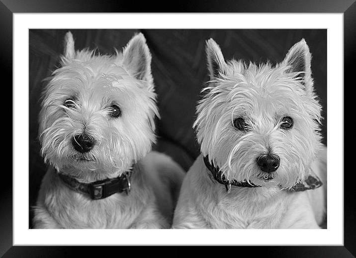 Two West Highland White Terriers Framed Mounted Print by Sandi-Cockayne ADPS