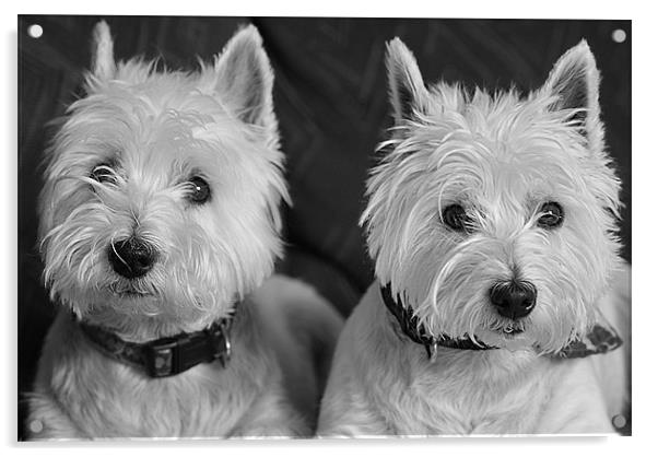 Two West Highland White Terriers Acrylic by Sandi-Cockayne ADPS
