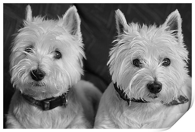 Two West Highland White Terriers Print by Sandi-Cockayne ADPS