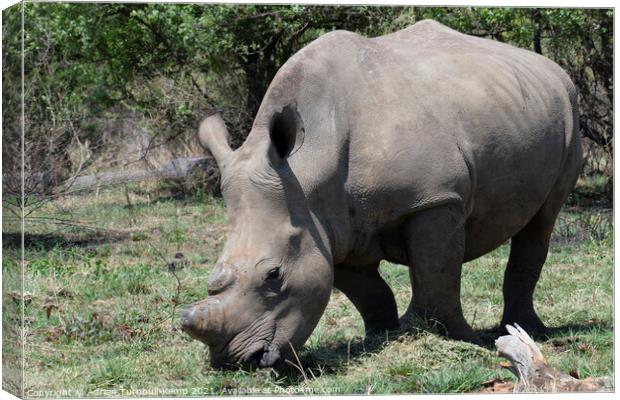 Grazing white rhinoceros Canvas Print by Adrian Turnbull-Kemp