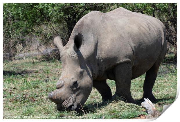 Grazing white rhinoceros Print by Adrian Turnbull-Kemp