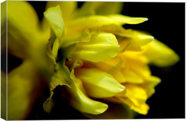 daffodil Canvas Print by rachael hardie