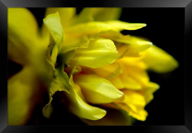 daffodil Framed Print by rachael hardie