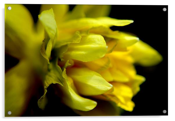 daffodil Acrylic by rachael hardie