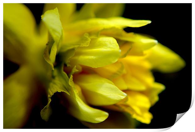 daffodil Print by rachael hardie