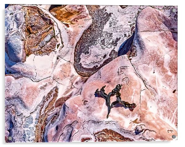 Seaweed on Rocks Acrylic by Joyce Storey