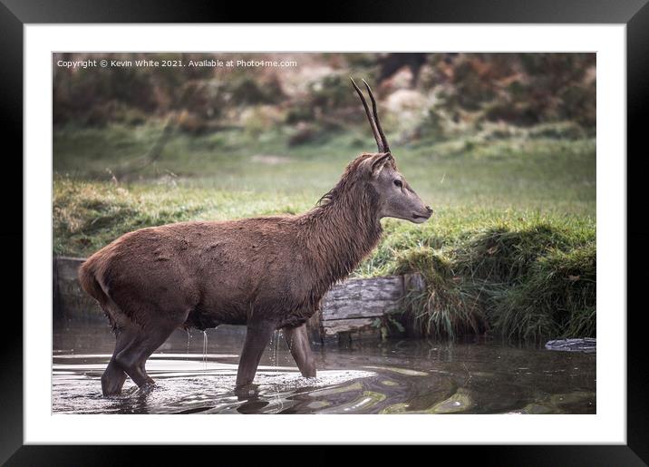 Dripping stag Framed Mounted Print by Kevin White