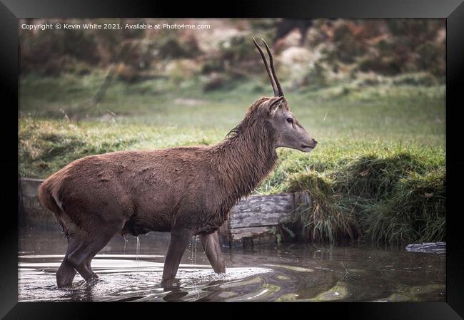 Dripping stag Framed Print by Kevin White