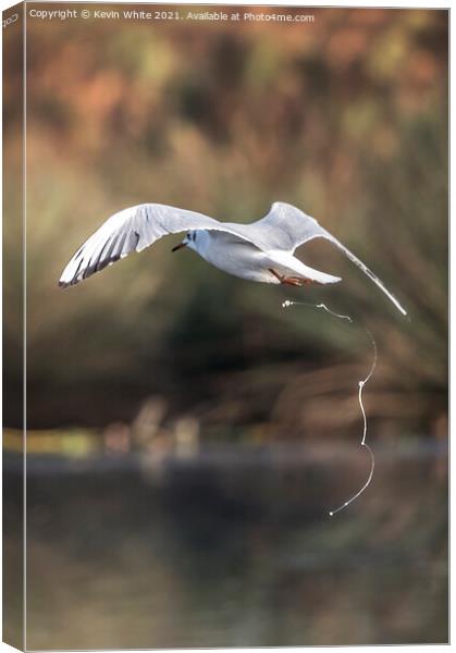 Seagull defecates on the fly Canvas Print by Kevin White