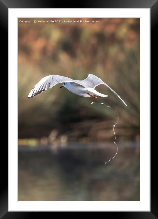 Seagull defecates on the fly Framed Mounted Print by Kevin White