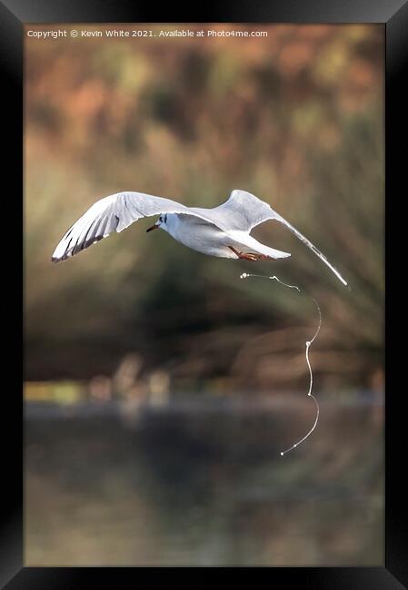 Seagull defecates on the fly Framed Print by Kevin White