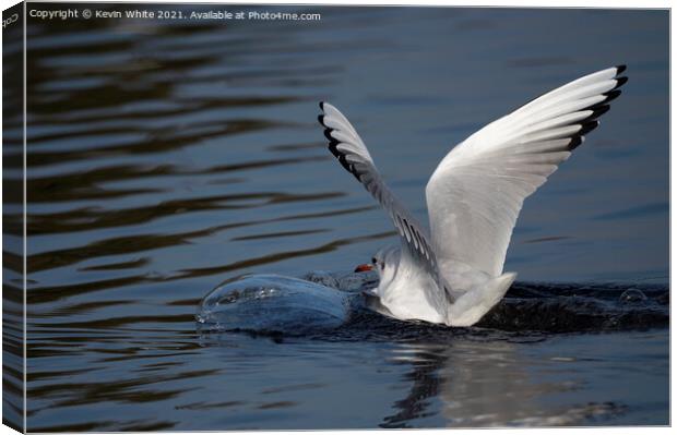 Seagull landing with a splash Canvas Print by Kevin White