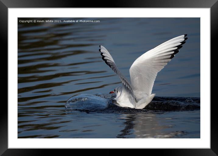 Seagull landing with a splash Framed Mounted Print by Kevin White