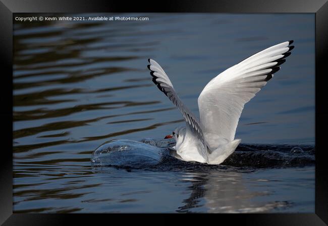 Seagull landing with a splash Framed Print by Kevin White