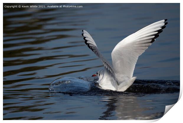 Seagull landing with a splash Print by Kevin White