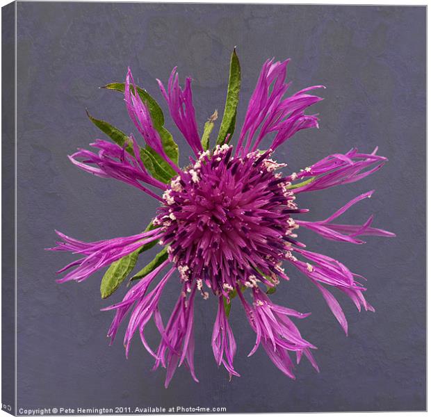 Single Thistle flower Canvas Print by Pete Hemington