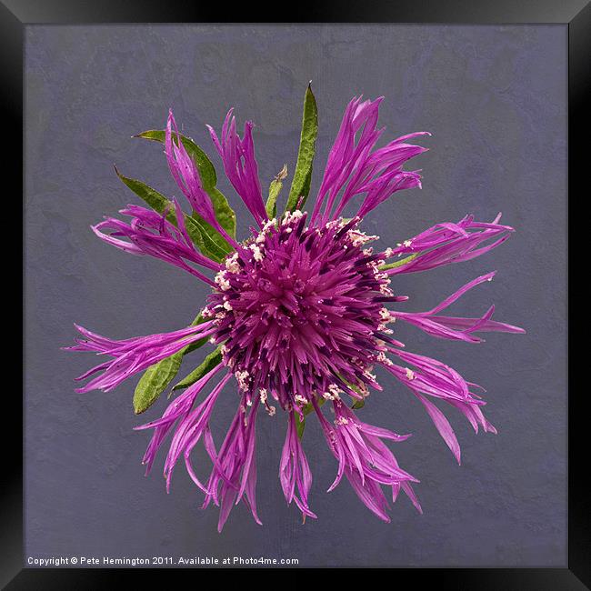 Single Thistle flower Framed Print by Pete Hemington
