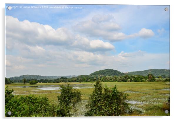 Wetlands at Adyapadi, Mangalore, India Acrylic by Lucas D'Souza
