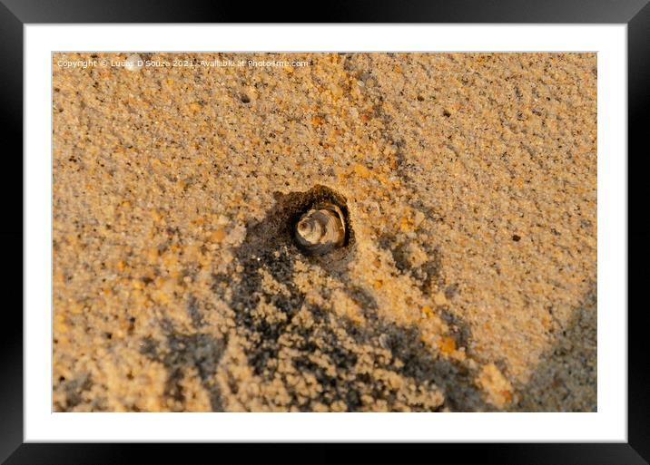 Shell fish burrowing a hole on the beach Framed Mounted Print by Lucas D'Souza