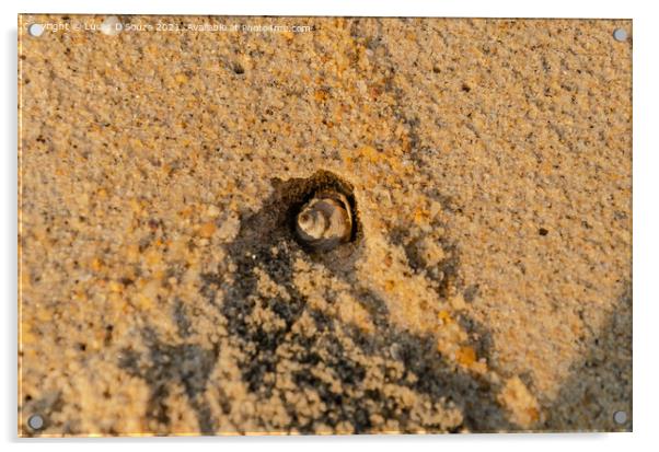 Shell fish burrowing a hole on the beach Acrylic by Lucas D'Souza