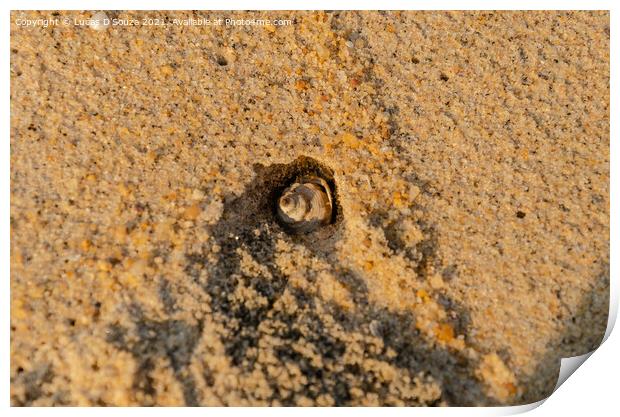 Shell fish burrowing a hole on the beach Print by Lucas D'Souza