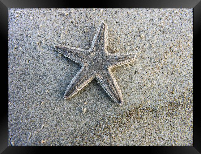 Dead star fish on the beach Framed Print by Lucas D'Souza