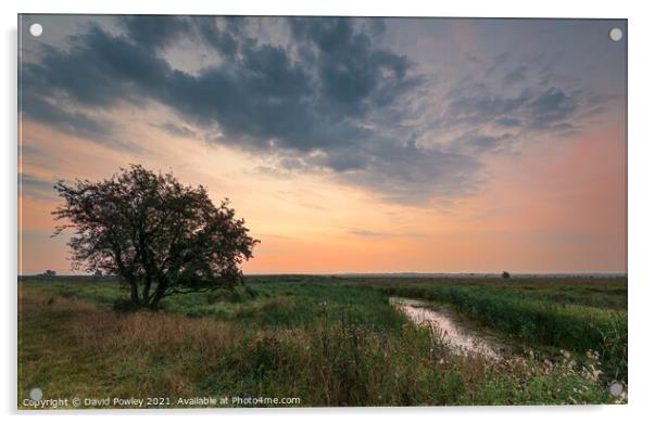 Halvergate Marshes Norfolk at Dawn Acrylic by David Powley