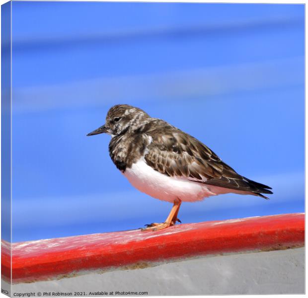 Turnstone on a boat Canvas Print by Phil Robinson