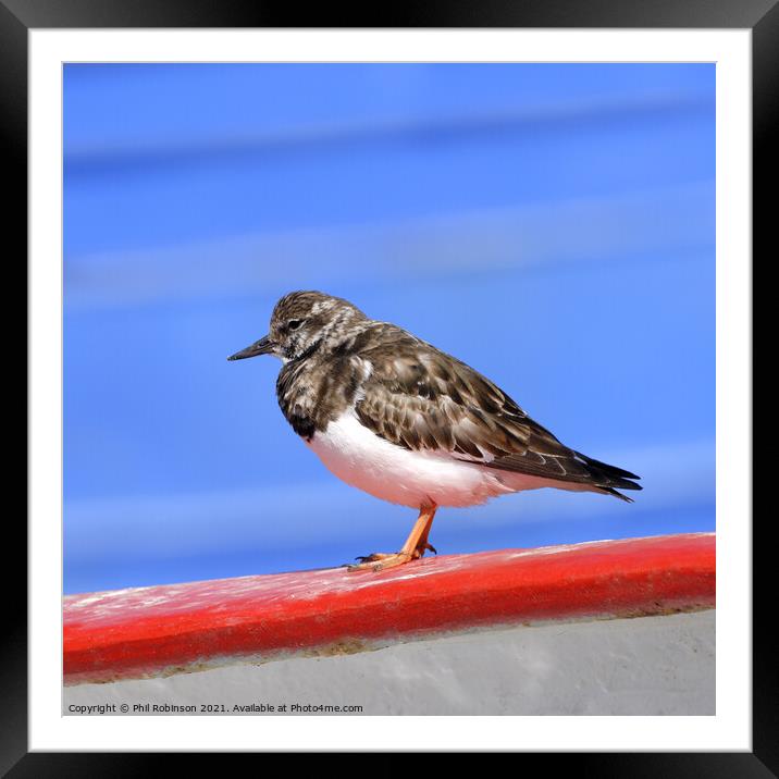 Turnstone on a boat Framed Mounted Print by Phil Robinson
